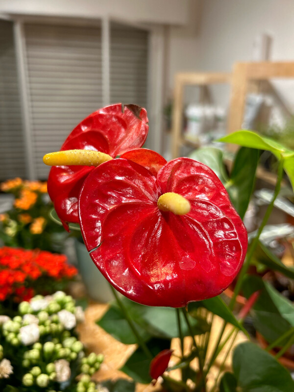 ANTURIO S