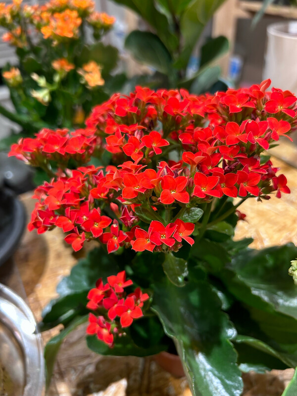 KALANCHOE
