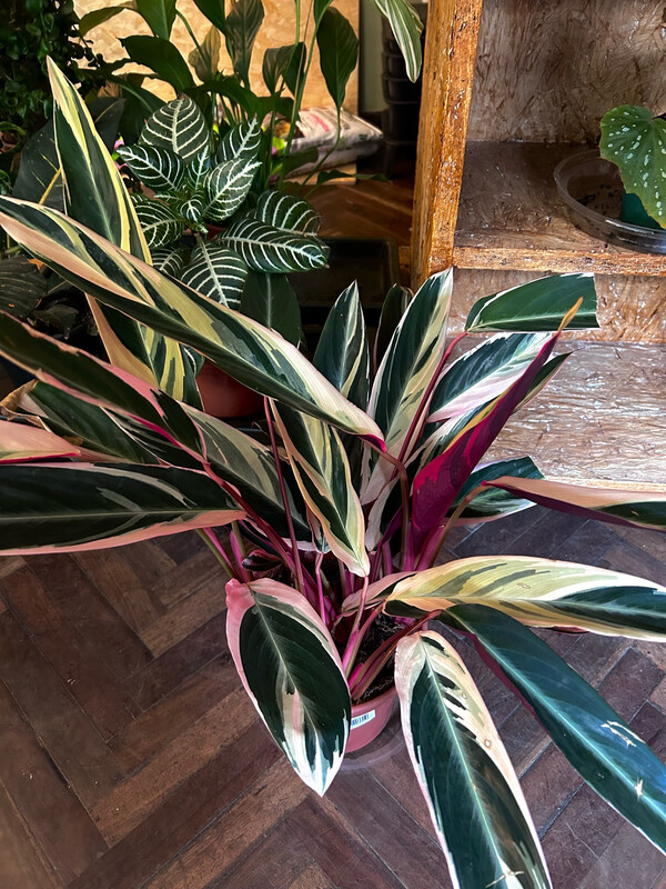 CALATHEA TRIOSTAR