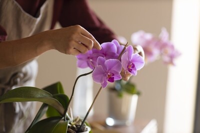 PLANTAS INTERIOR