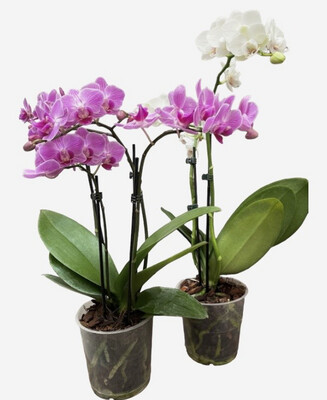 ORQUIDEAS