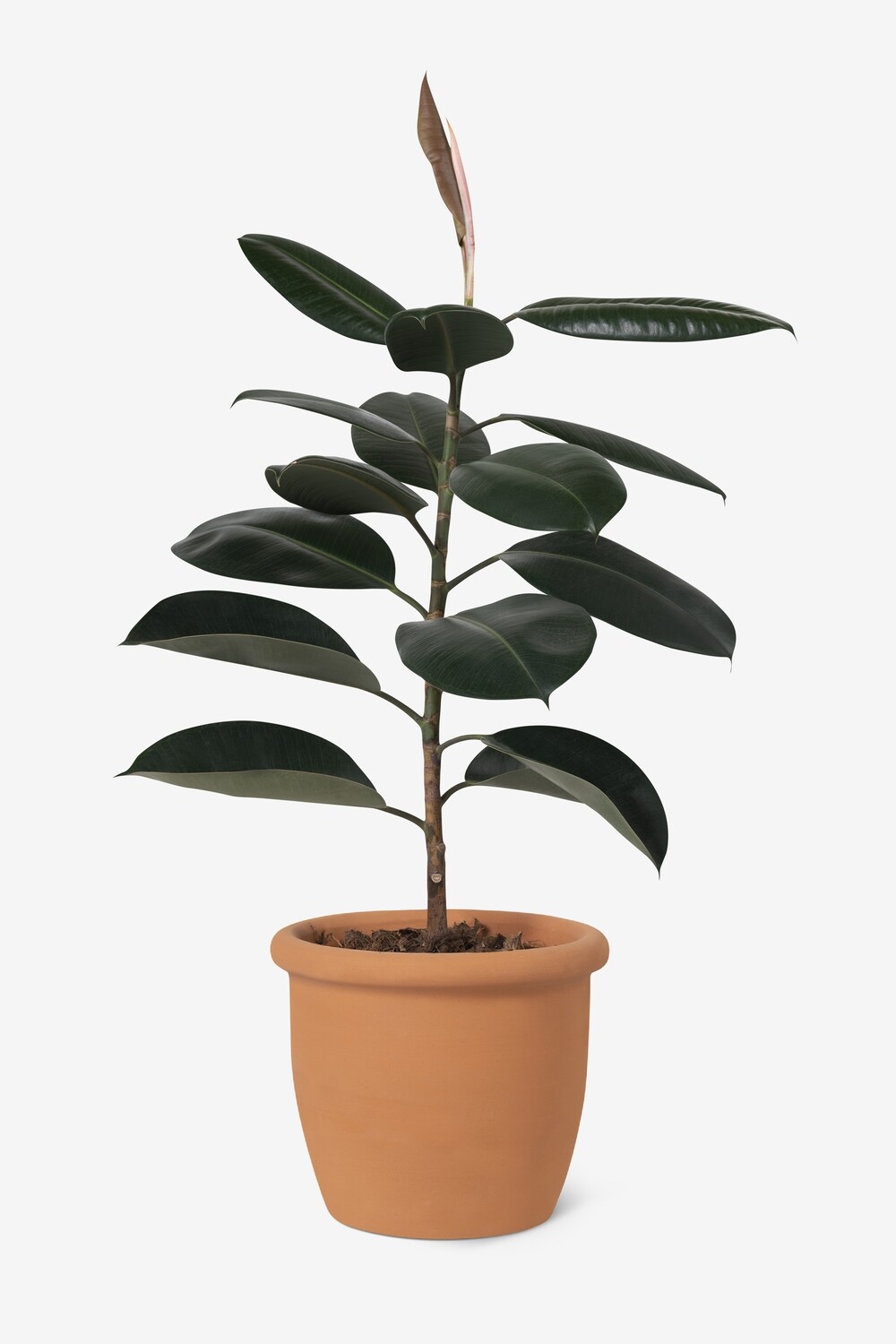 FICUS ELÁSTICA NEGRO GOMERO