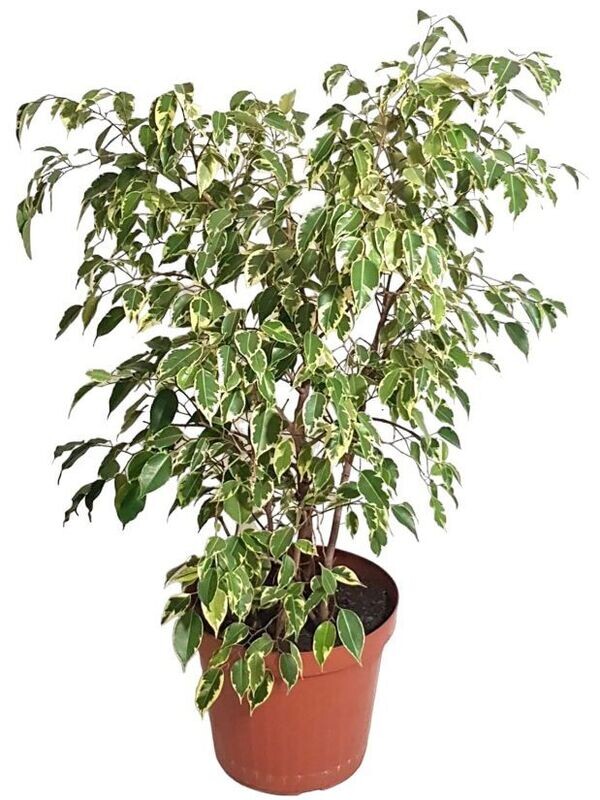 FICUS BENJAMINA