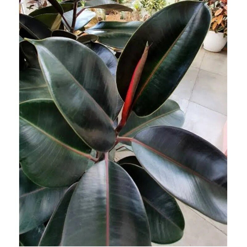 FICUS ELÁSTICA NEGRO GOMERO