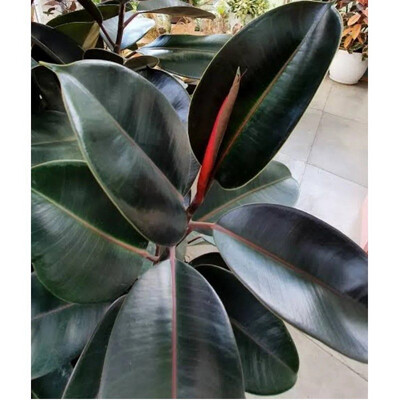FICUS ELÁSTICA NEGRO GOMERO