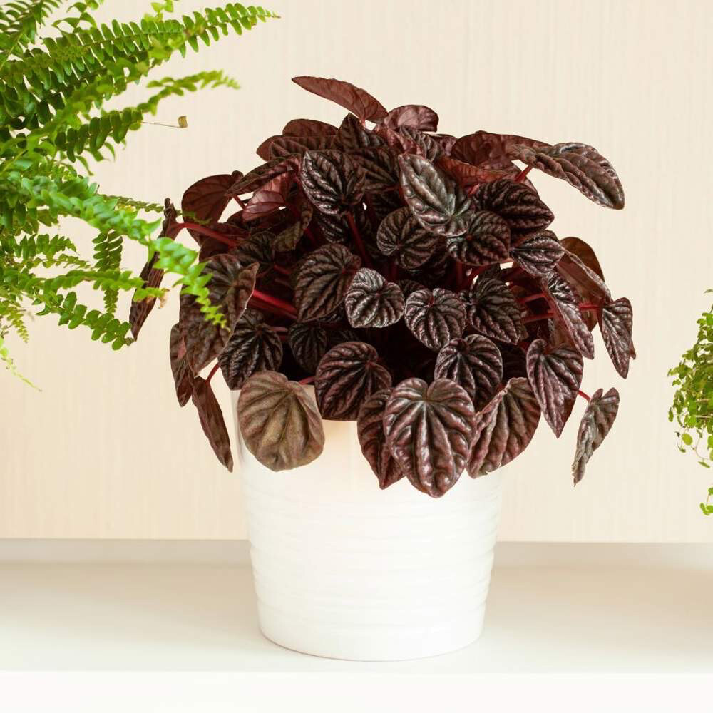 PEPEROMIA