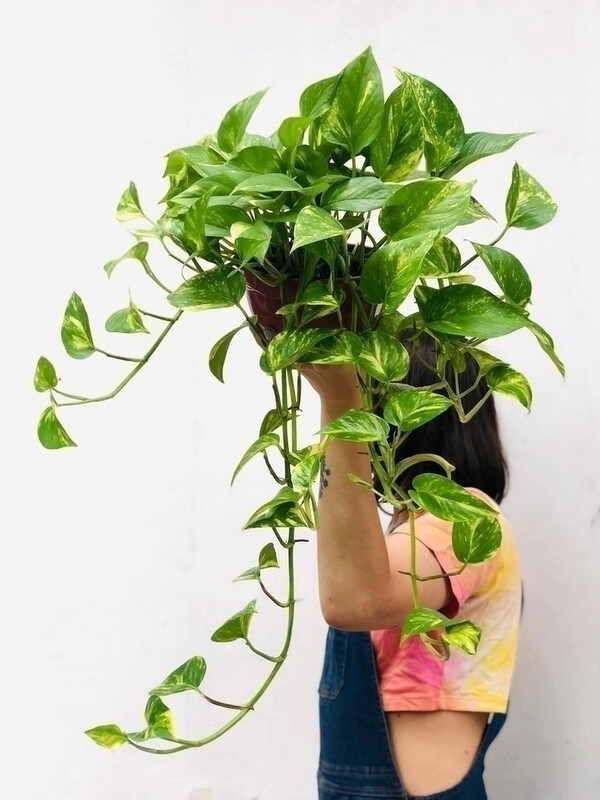 POTUS COLGANTE VARIEGADO