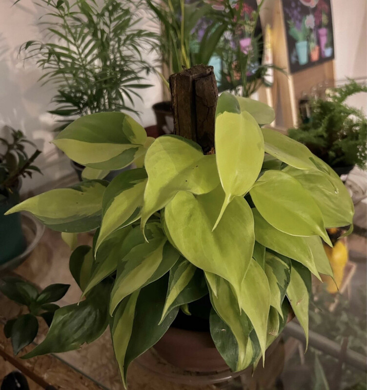 POTUS COLGANTE VARIEGADO