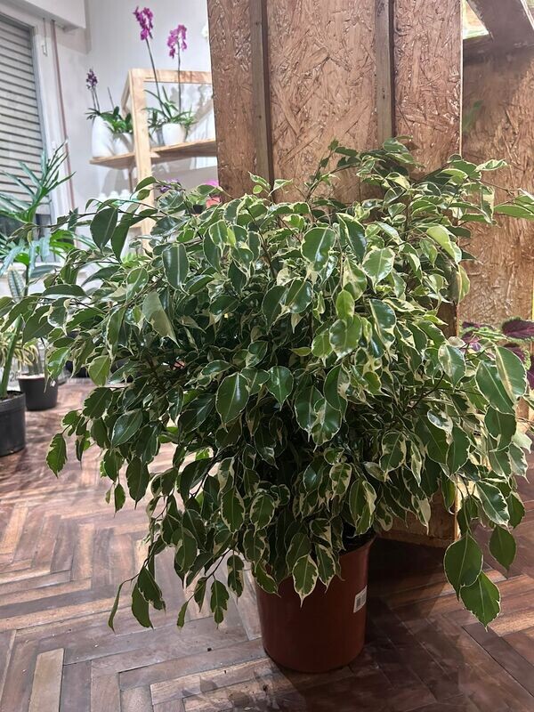 FICUS BENJAMINA