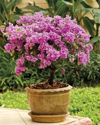 PLANTAS EXTERIOR