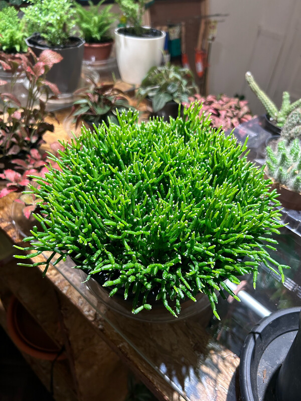 RHIPSALIS