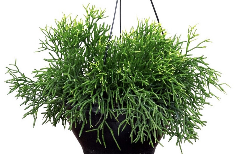 RHIPSALIS