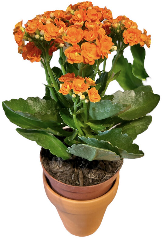 KALANCHOE