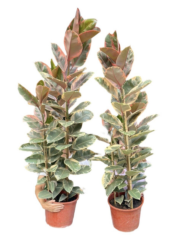 FICUS ELÁSTICA GRANDE 