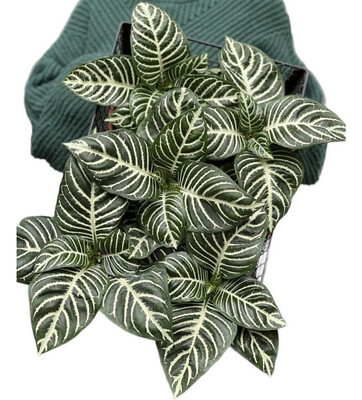 APHELANDRA
