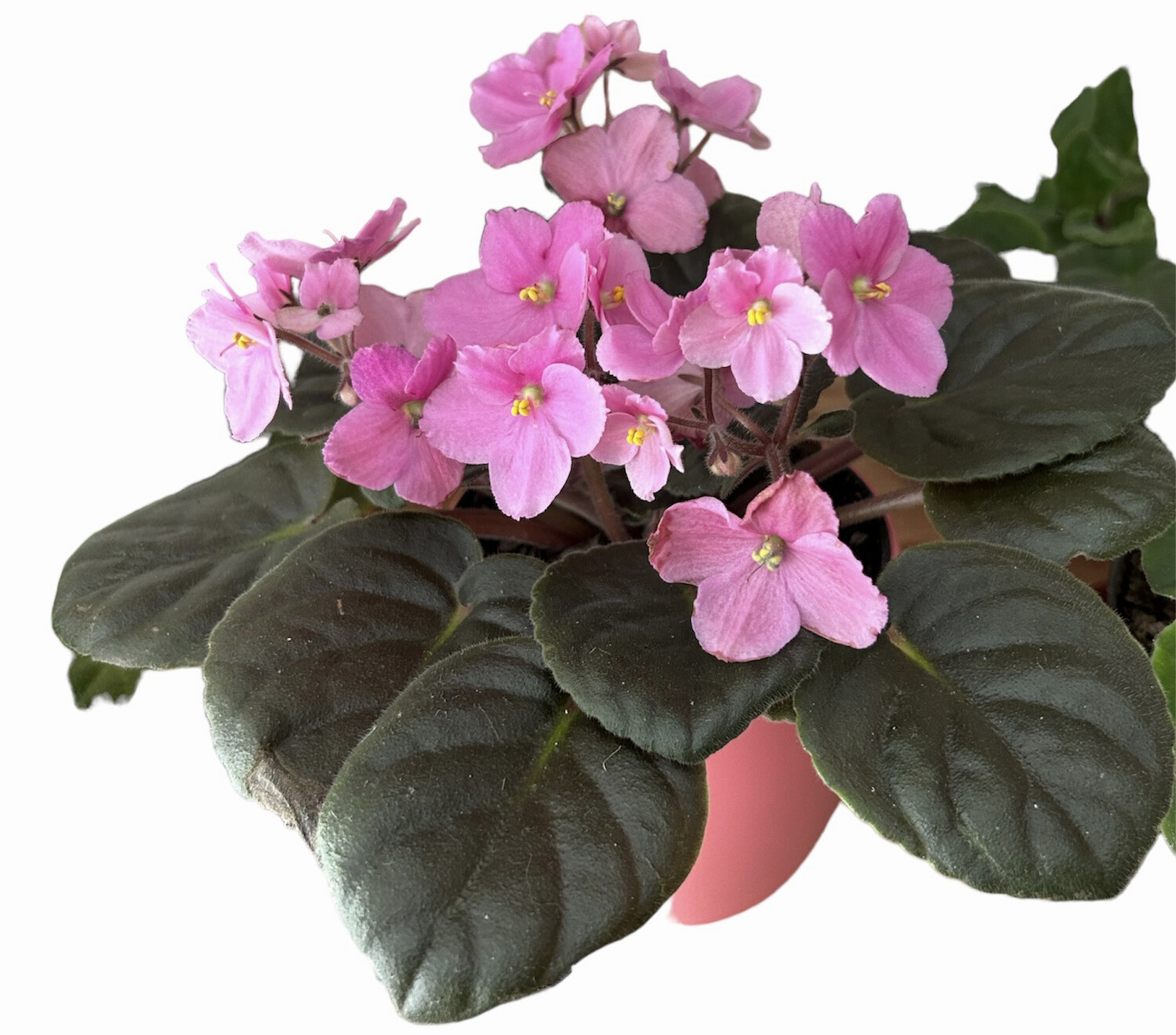 VIOLETA AFRICANA