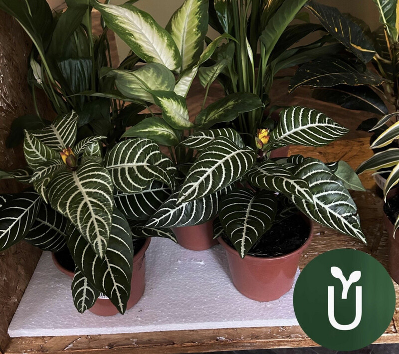 APHELANDRA