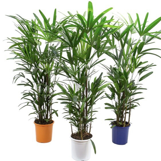 PALMERA RAPHIS EXCELSA 