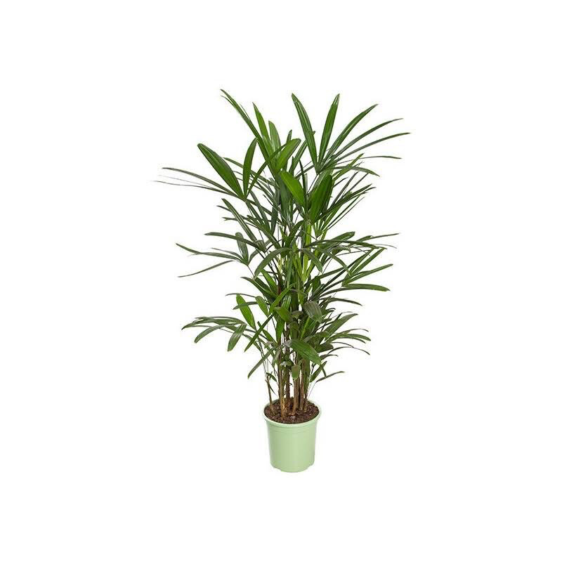 PALMERA RAPHIS EXCELSA 