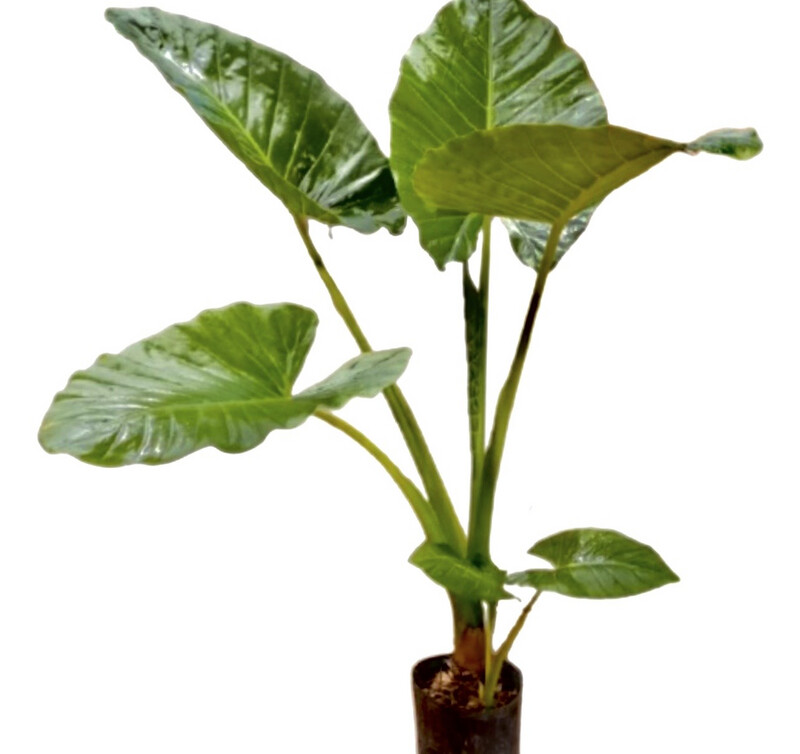 ALOCASIA - OREJA ELEFANTE