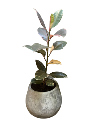 FICUS ELÁSTICA RUBÍ EN MACETA