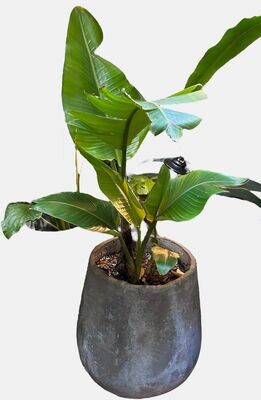 STRELITZIA EN MACETA