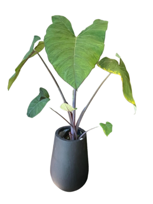 ALOCASIA EN MACETA