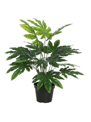 ARALIA