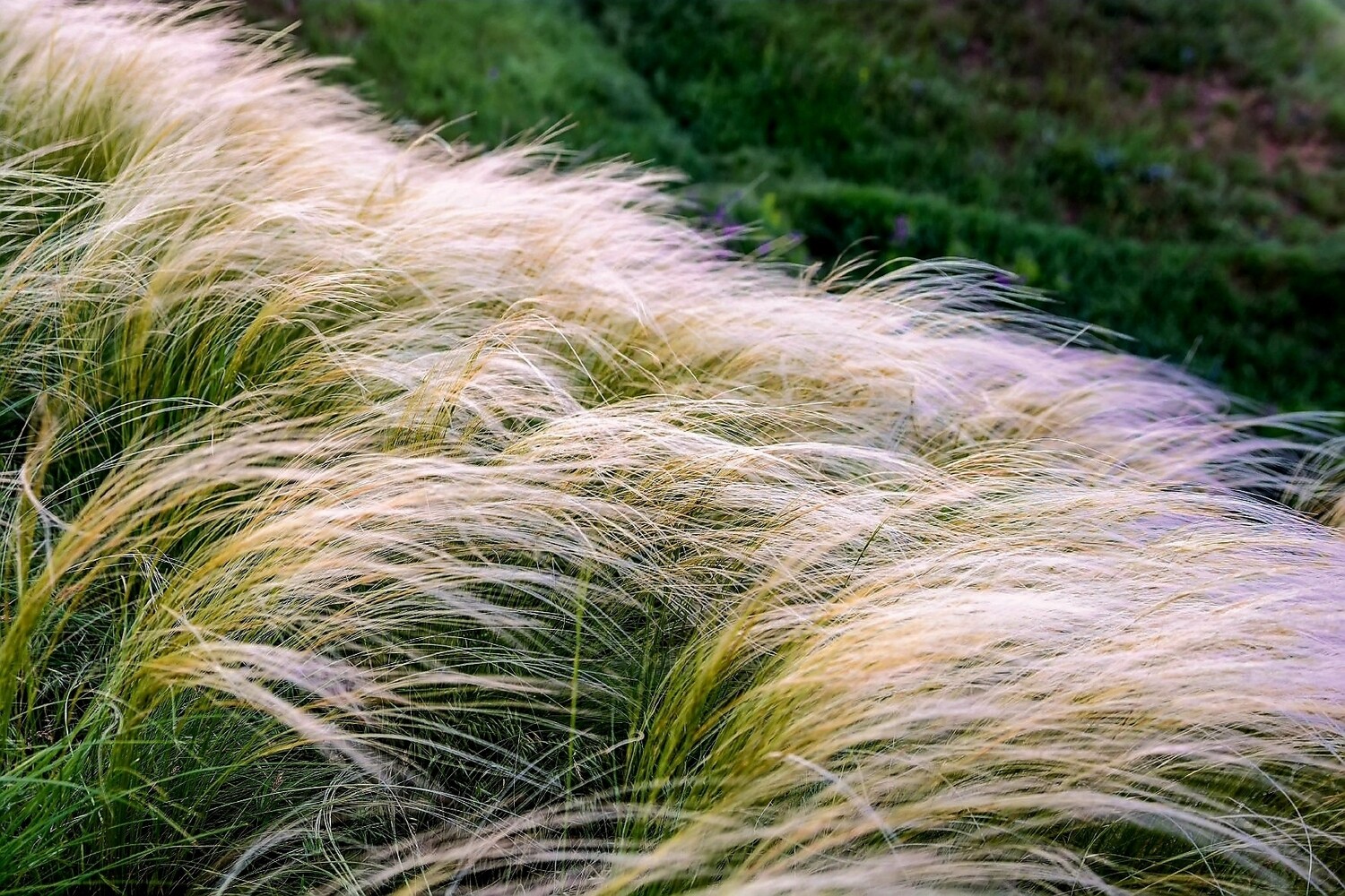 STIPA TENUISIMA