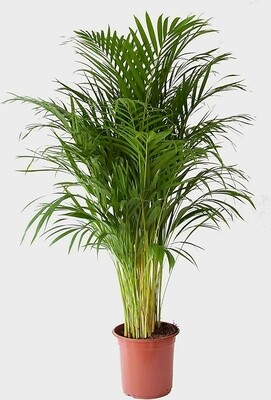 ARECA