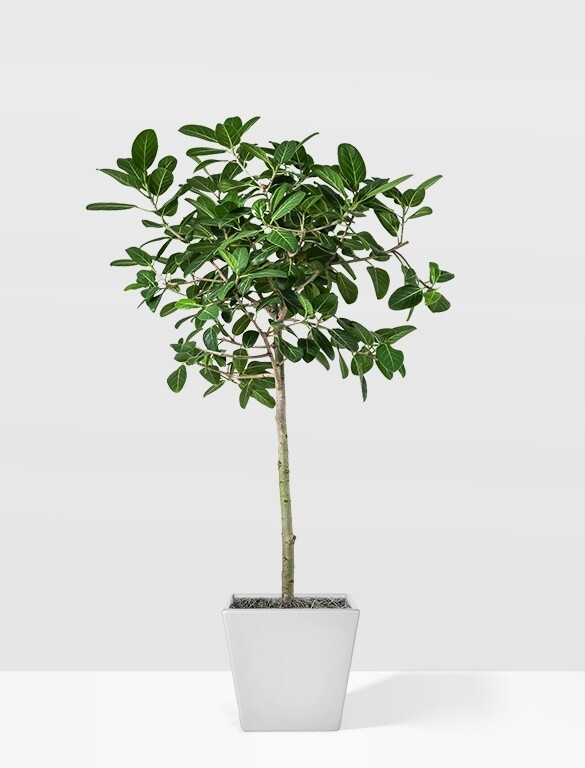 FICUS AUDREY