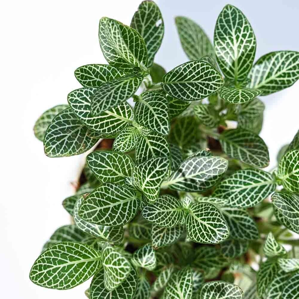 FITTONIA