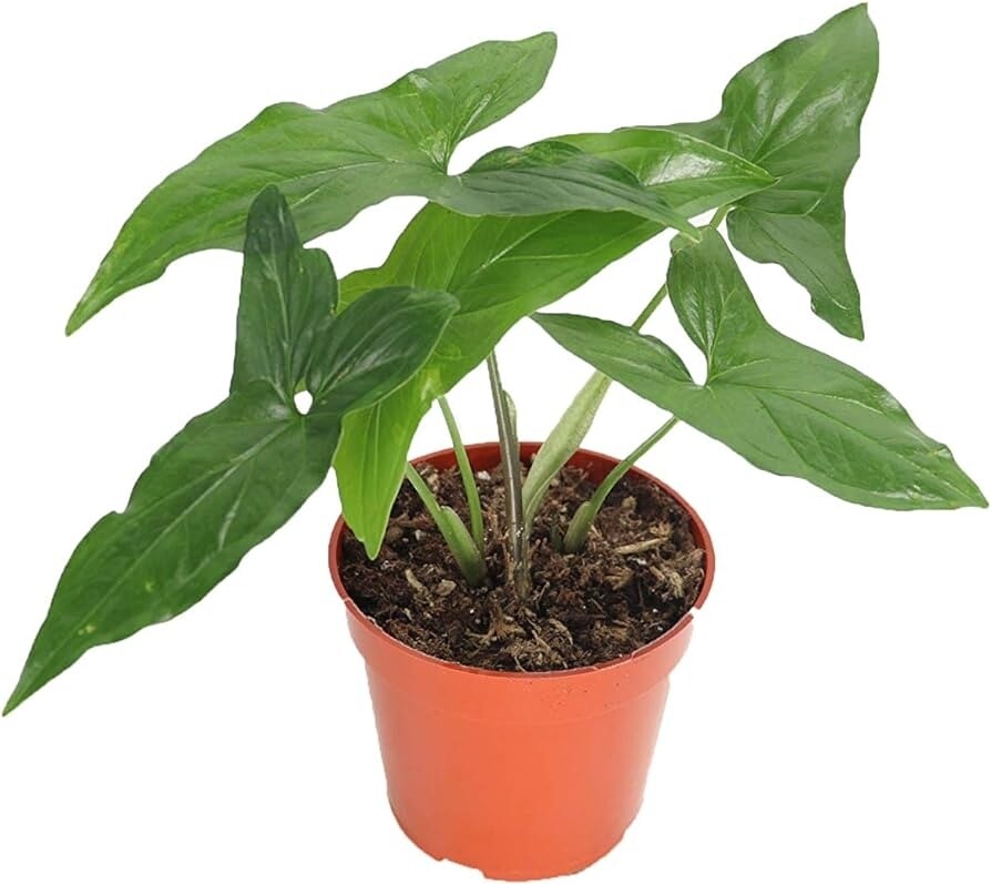 SYNGONIUM