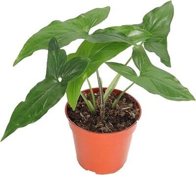 SYNGONIUM