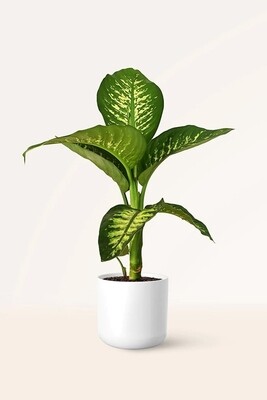 DIEFFEMBACHIA