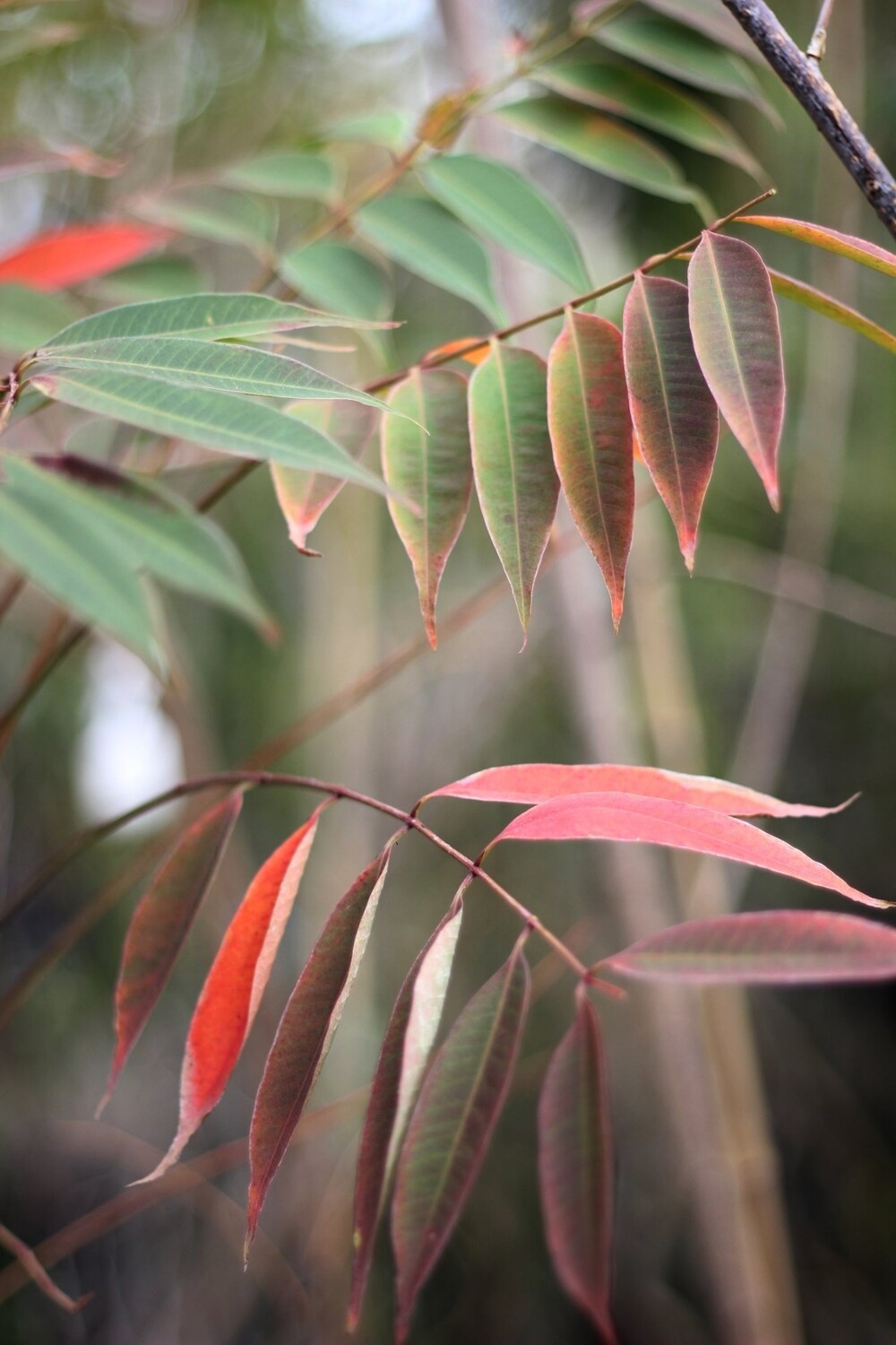 RHUS SUCCEDANEA