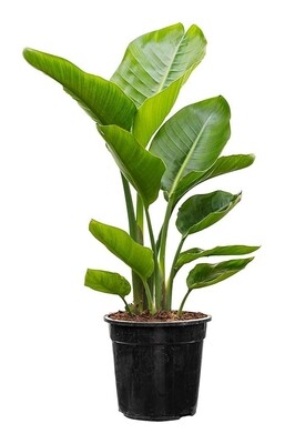 STRELITZIA NICOLAI