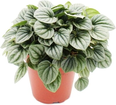 PEPEROMIA CAPERATA