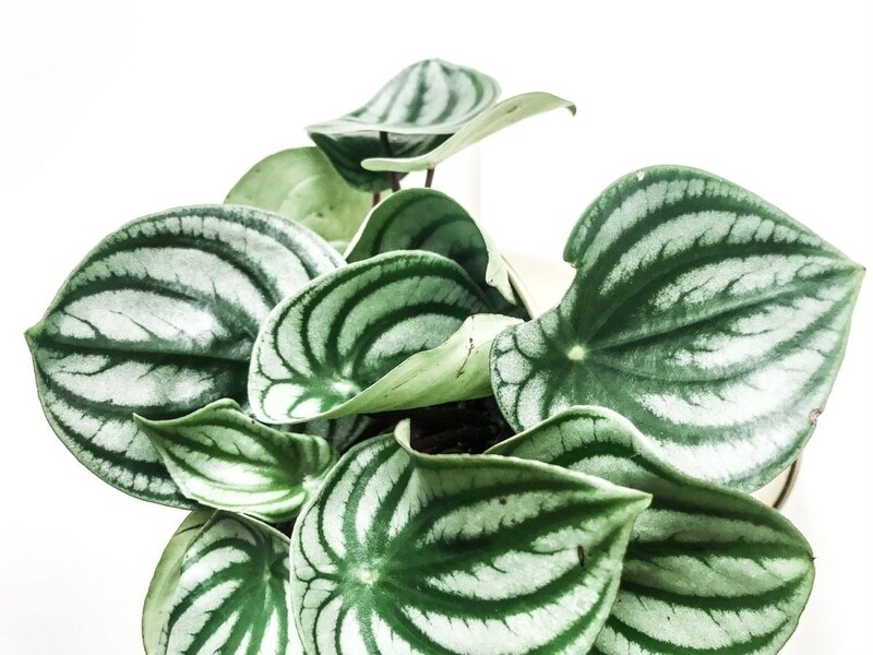 PEPEROMIA WATERMELON