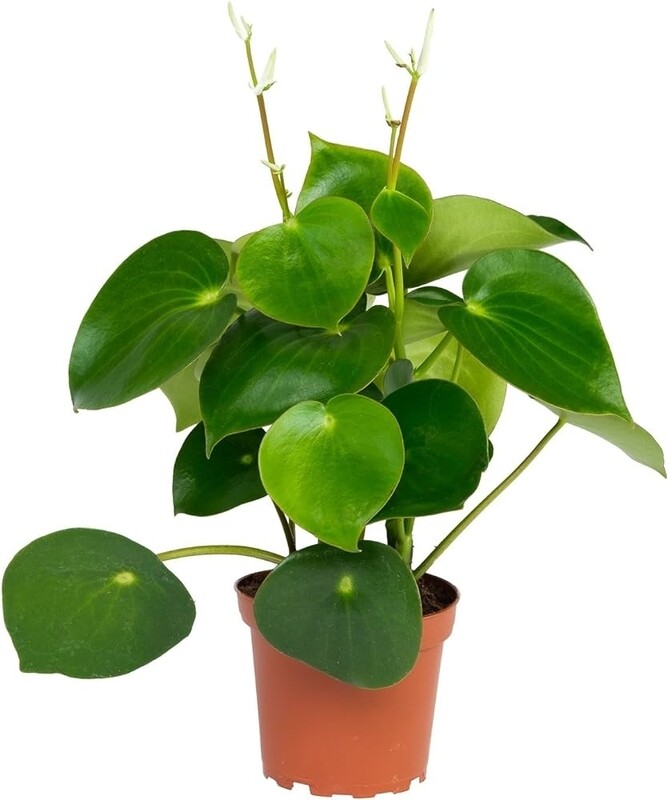 PEPEROMIA RAINDROP