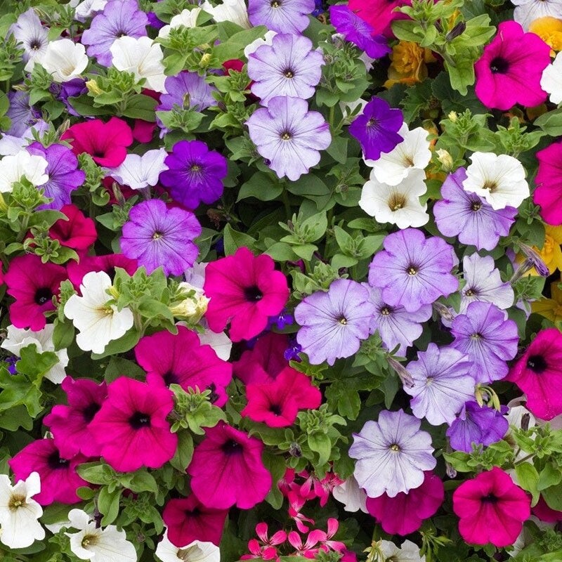 PETUNIA