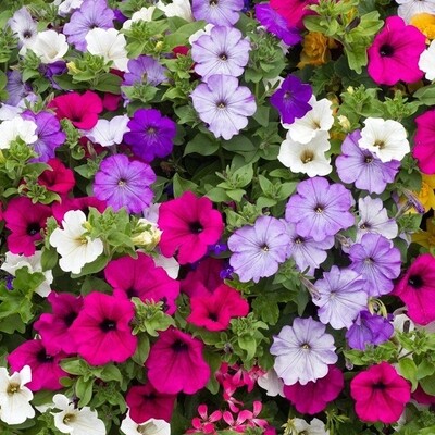 PETUNIA