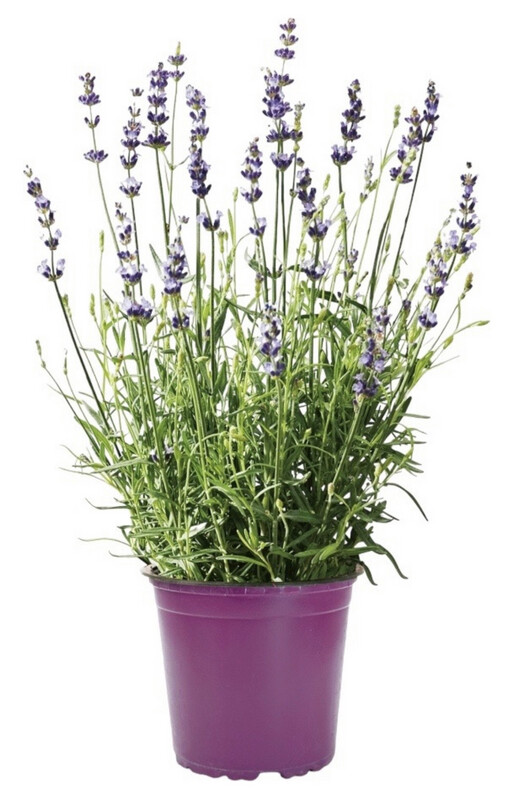 LAVANDA