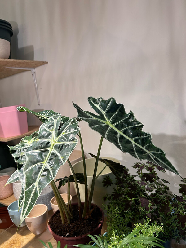 ALOCASIA POLLY 