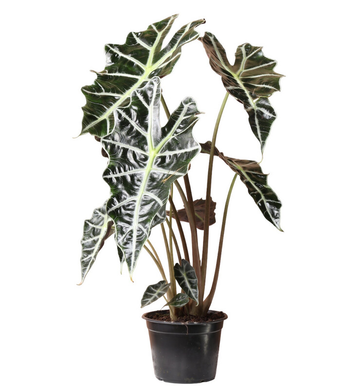 ALOCASIA POLLY 