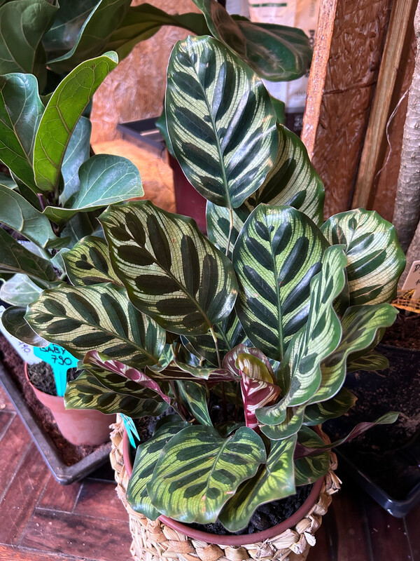 CALATHEA MAKOYANA
