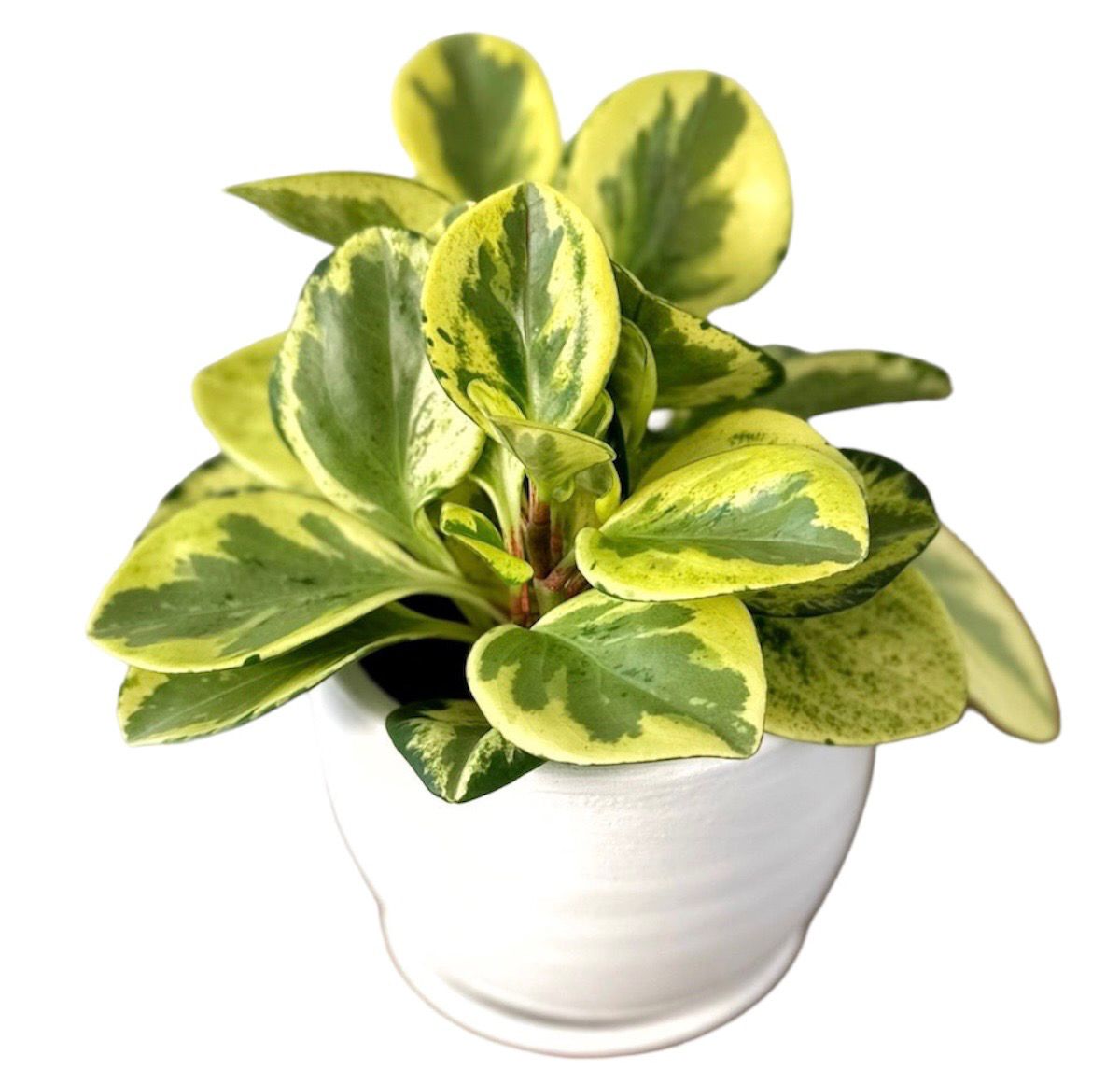 PEPEROMIA VARIEGADA