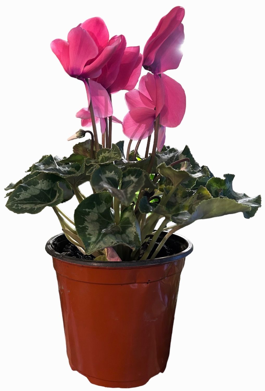 VIOLETA DE LOS ALPES 