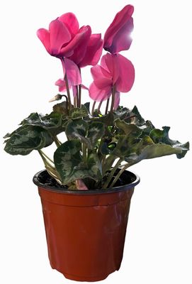 VIOLETA DE LOS ALPES 