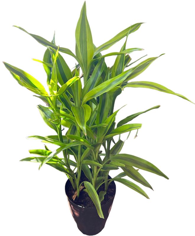 DRACENA 